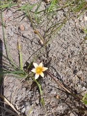 Romulea flava