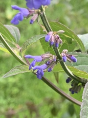 Salvia connivens