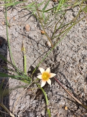 Romulea flava