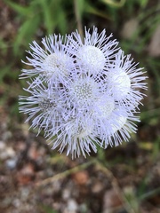 Ageratum corymbosum