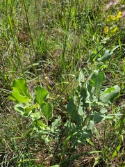 Asclepias arenaria