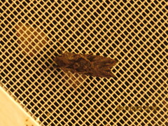 Ctenoplusia oxygramma