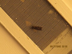 Ctenoplusia oxygramma