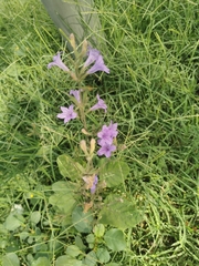 Ruellia occidentalis