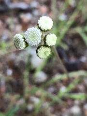 Ageratum corymbosum