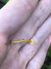 Gloioxanthomyces nitidus