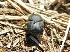Onthophagus