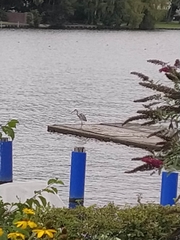 Ardea cinerea