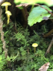 Gloioxanthomyces nitidus