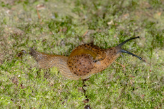 Stanisicarion aquila