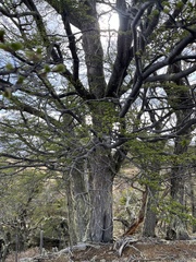 Nothofagus pumilio