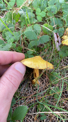 Suillus americanus