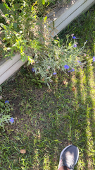 Delphinium consolida