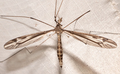 Tipula furca