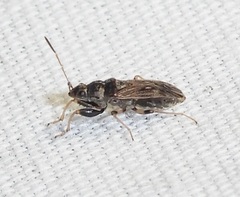Pseudopachybrachius basalis