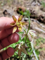 Fritillaria atropurpurea