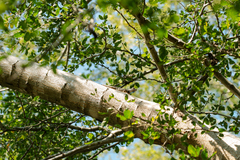 Sceloporus melanorhinus