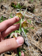 Fritillaria atropurpurea