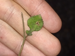 Streblus heterophyllus