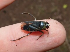 Notonecta irrorata