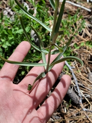 Fritillaria atropurpurea
