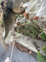 Oncopeltus fasciatus