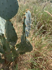 Opuntia orbiculata