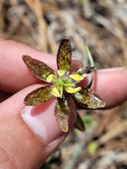 Fritillaria atropurpurea