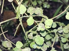 Streblus heterophyllus