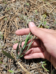 Fritillaria atropurpurea