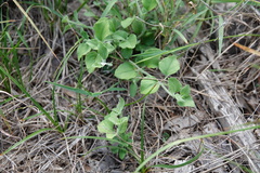 Carlowrightia torreyana