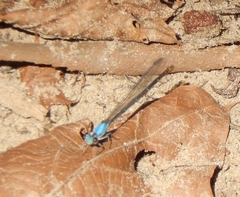 Argia