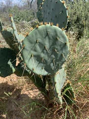 Opuntia orbiculata