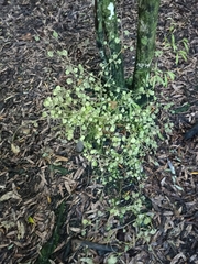 Streblus heterophyllus