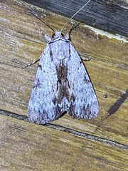 Catocala gracilis