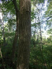 Chionanthus virginicus