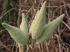Asclepiadinae