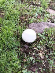 Lycoperdon pratense