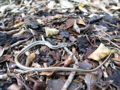 Ophisaurus ventralis
