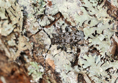 Aegomorphus clavipes