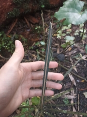 Pseudopanax crassifolius