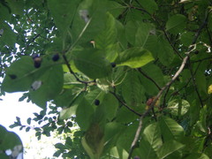 Chionanthus virginicus