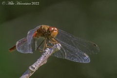 Sympetrum vicinum