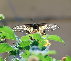 Papilio zelicaon