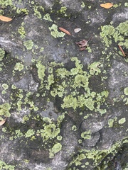 Flavoparmelia baltimorensis