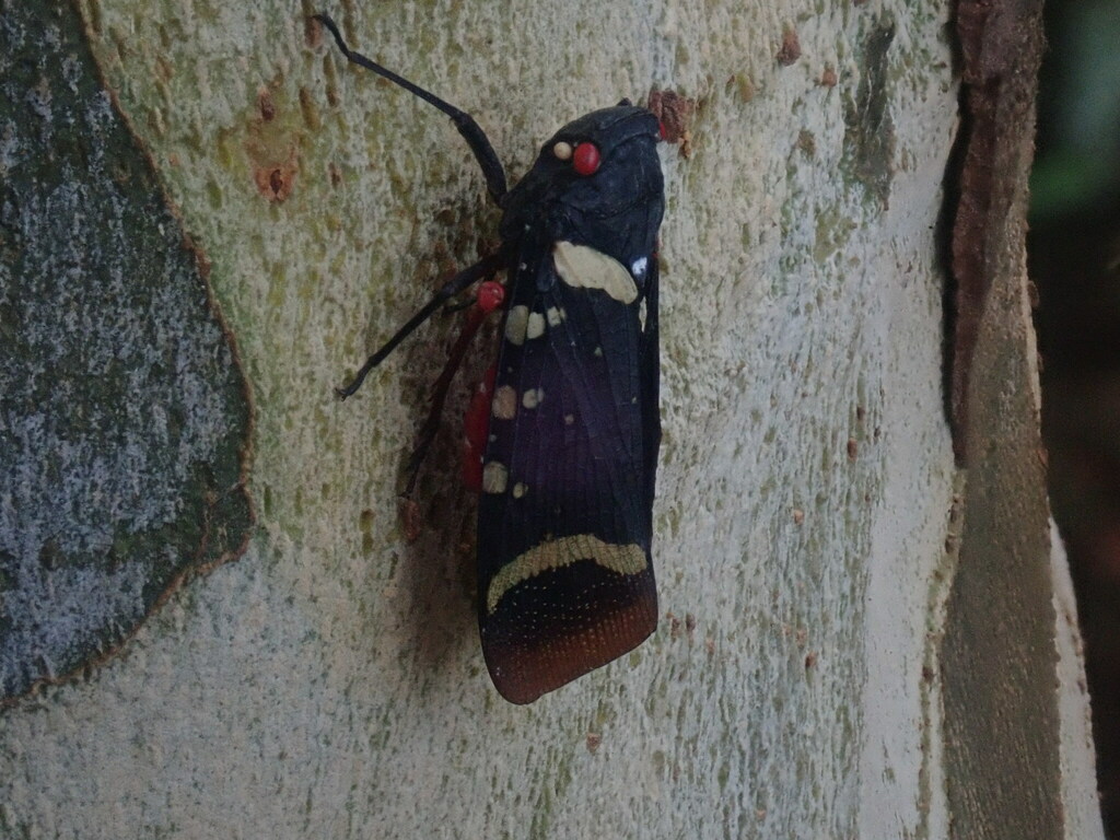 Zeunasa fastuosa