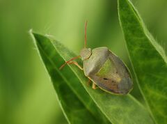 Piezodorus lituratus