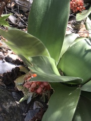 Haemanthus albiflos