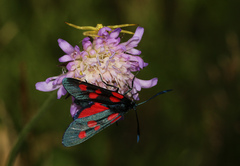 Zygaena lonicerae