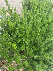 Ilex crenata